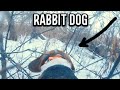 Using Dogs to Hunt Rabbits (Catch-Clean-Cook)