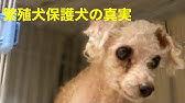 何回もお腹を切られた哀しい繁殖犬マリアの幸せ物語 Youtube