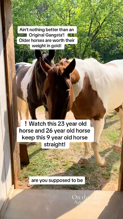 ❗️Watch this 23-year-old horse and 26-year-old horse keep this 9-year-old horse straight! #horse