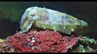 Diving Singapore: Alien Sea: Sisters Islands & Pulau Hantu