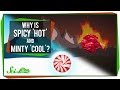 Why Does Spicy Taste &#39;Hot&#39; and Minty Taste &#39;Cool&#39;?