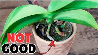 видео: ремонт мини-орхидеи из супермаркета картинка: ремонт мини-орхидеи из супермаркета