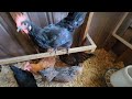 Chicken barn tour