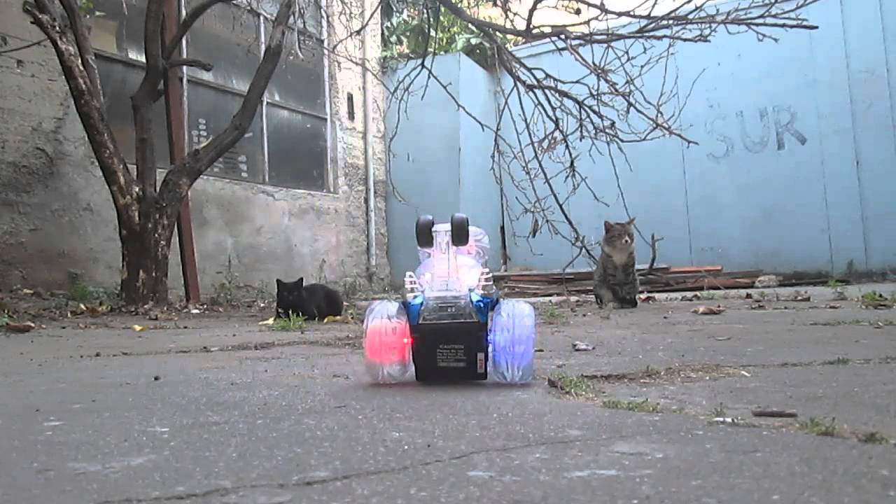 Very annoying Doglike remote control car Vs. Cat!! YouTube
