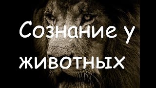 Есть ли сознание у животных? Автор lee (новая озвучка) Есть ли сознание у животных? Автор lee (новая озвучка)