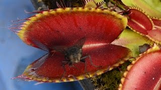 Large Fly eaten by Giant Venus Flytrap