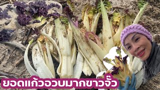 คะน้าทะเลแถวบ้านออกแล้ว # กอนี้สุดคุ้ม # คืออวบสวยมาก # sea kale.8/5/2024.