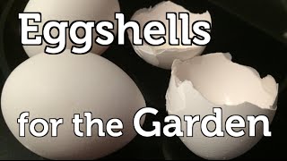 How and Why I Use Eggshells to Fertilize my Organic Garden