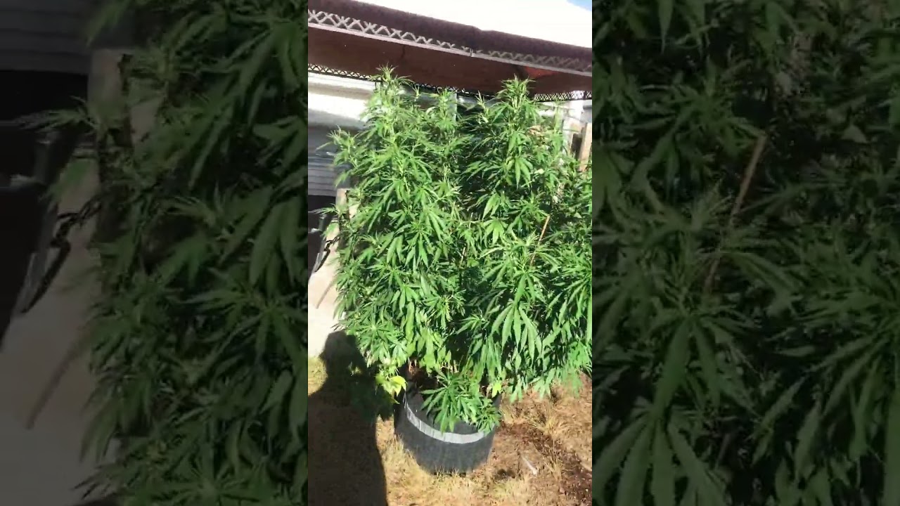 Bruce banner and skittles 15 gallon pot update 