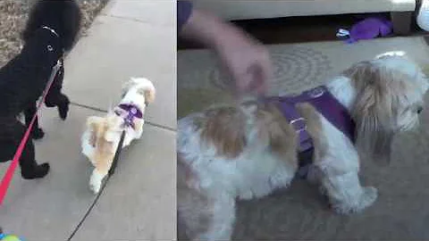 Gooby Freedom Dog Harness - how to put it on