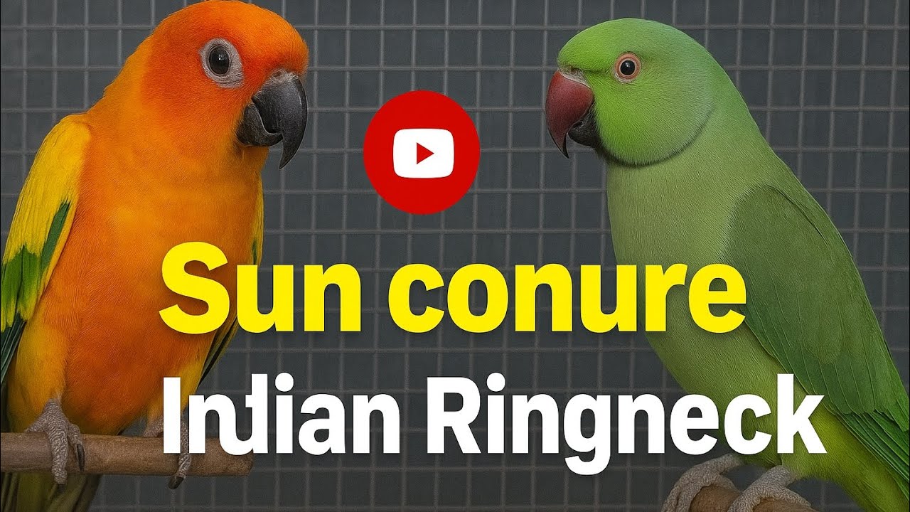 Sun Conure & Indian Ringneck Parrot 