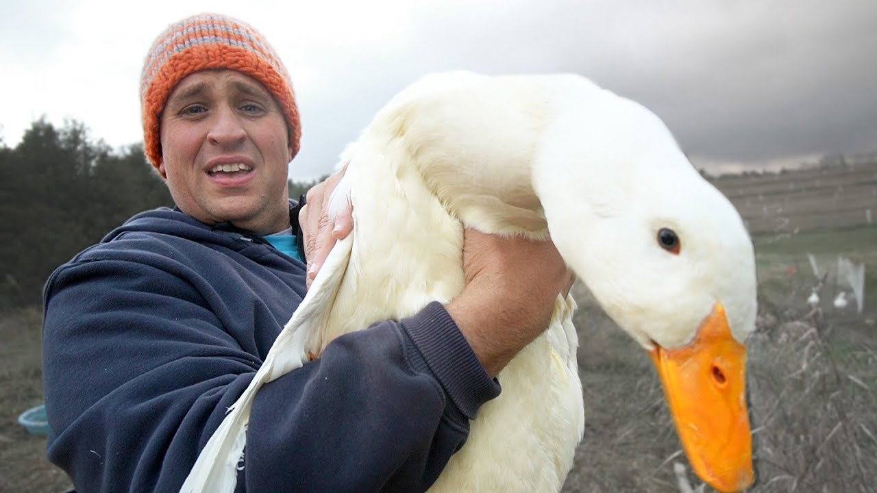 Our Freakishly Huge Duck (This Is Not Normal.)