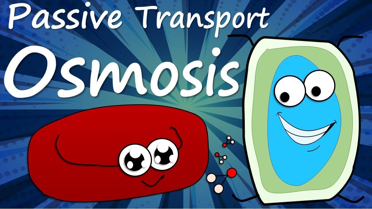 Passive Transport: Osmosis in animal and plant cell . Hypertonic,  hypotonic, and isotonic solution - YouTube