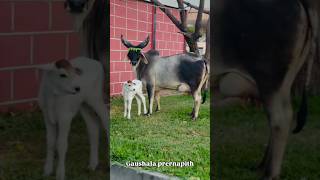 kankrej cow gj #viral #trending