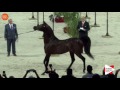 1ST - N.113 EKS Alihandro - Paris 2016 - Stallions 4 years old and more (Class CM6 A)