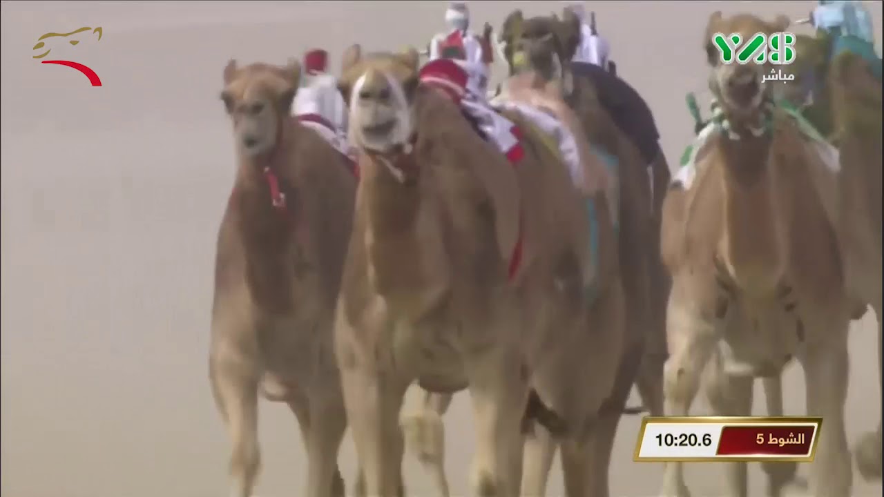 مهرجان ختامي الوثبة- حول وزمول للقبائل 1-3-2019 م ش5 شواهين لـ سالم حمد نهيان العامري 12:43:6