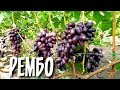 Рембо - сверхранний гигант. Достойная гибридная форма винограда