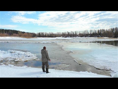 Видео: ПЕРВАЯ ПОДВИЖКА. ВЕСНА ПРИШЛА НА КРАЙНЕМ СЕВЕРЕ. УТКИ ПОЯВИЛИСЬ ВСЕХ ВИДОВ. СКОРО ЛЕДОХОД НА РЕКЕ.