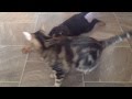 rottweiler pup vs cat