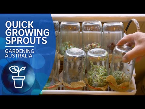 DIY sprouts are so quick, easy and nutritious | Quick Crops | Gardening Australia