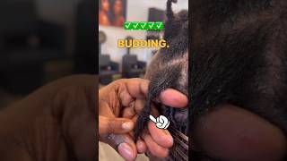 How to retwist starter locs to avoid budding #healthylocs #locsstyles #hairstyle #locjourney