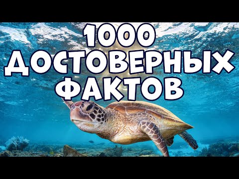 Видео: Почему флаг аборигенов защищен авторским правом?