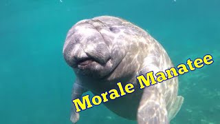 Morale Manatee - Squeaking Baby Comes Close