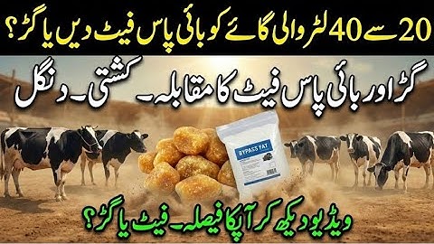 Bypass fat vs gurr comparison II Maximum milk k lye bypass fat dain ya jaggery II Dr. MUZZAMMIL 