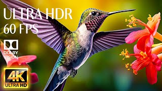 THE BEST COLLECTION IN 4K Videos 60fps - Relaxing Music With Dolby Vision Film (Colorful Dynamic)