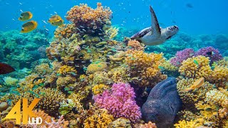 4K Stunning Underwater Wonders of the Red Sea  Colorful Coral Reef Inhabitants  3 HOUR