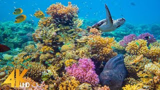4K Stunning Underwater Wonders of the Red Sea - Colorful Coral Reef Inhabitants - 3 HOUR