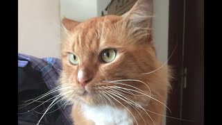 Simba Went to Heaven (Hiatal Hernia Cat) by Tommy and Family 702 views 2 years ago 5 minutes, 21 seconds