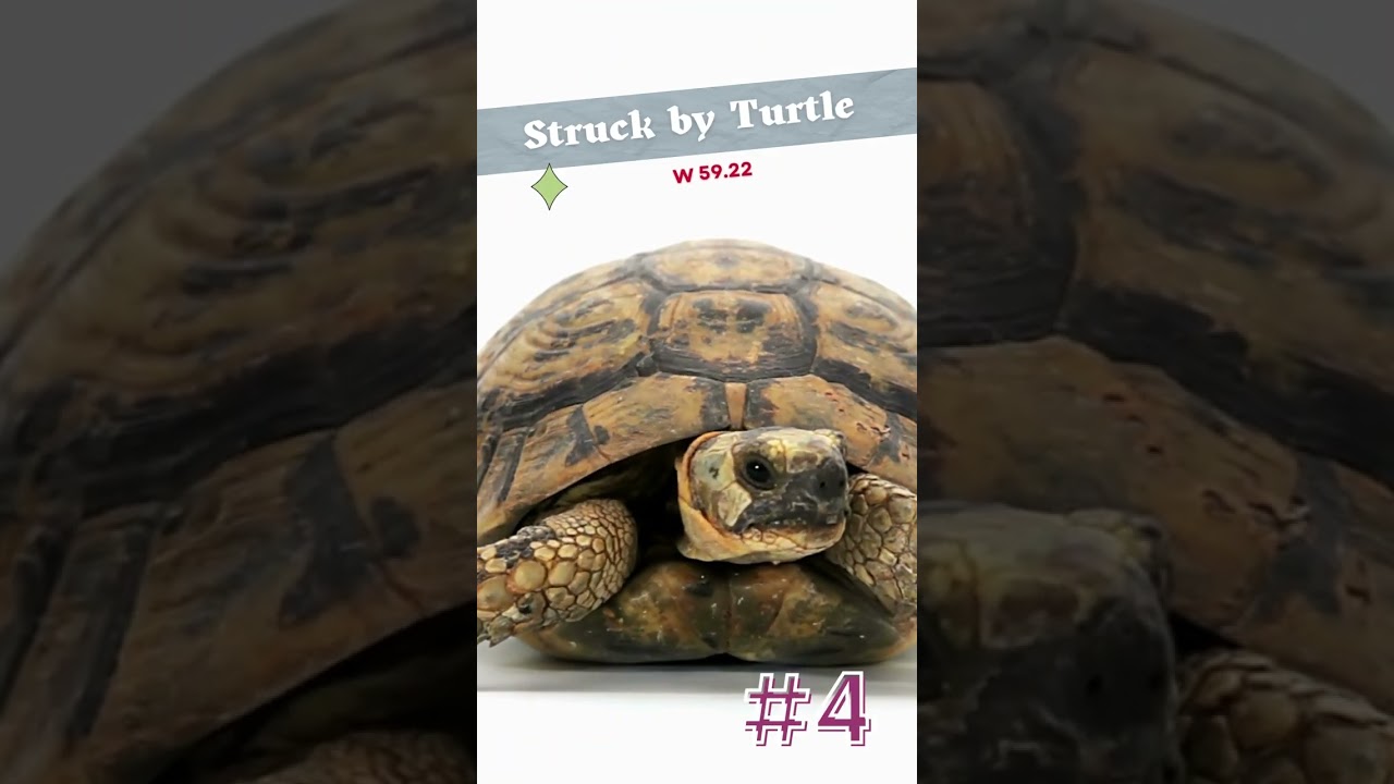 Top 6 ICD 10 Codes - Animal Edition