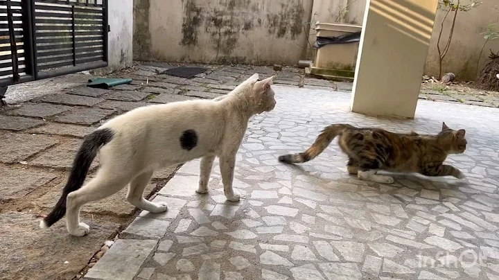 Watch the video about Male cat chasing female cat in heat