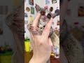 手から離れないお猿【ショウガラゴのピザトル】