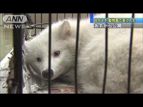 白いタヌキ ポンちゃん 動物園で16日から公開 13 11 15 Youtube