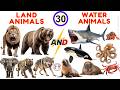 30 Land & Water Animals for Kids 🐠| Wild Animals | Learn Animal Names & Sounds | STEM Learning Video