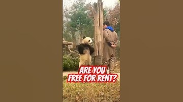 Pandas Are Not Who You THINK They ARE🐼