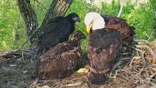 DECORAH EAGLES 🐣 🐣🐣 FLYING FISH ◕ OVER THE EDGE ◕ TALONS ◕ ALMOST AS BIG AS MOM ◕