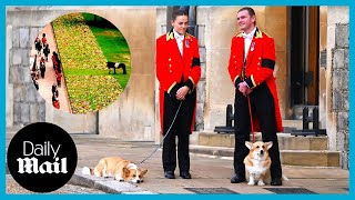 Heartbreaking moment Queen's beloved horse Emma and corgis watch her funeral