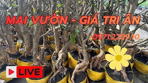 LIVE 🌼19 h 8/12  GL phôi mai vườn giá ve chai 📞0971229910 Liêm