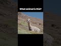 Guess the Animal Sound 🦙 | Sound Quiz! #shorts #animalsounds #animalsoundsforkids #farmanimals