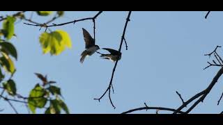 Tree Swallows mate on snag branches.