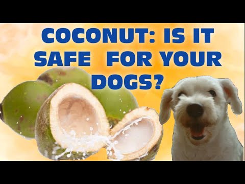 COCONUT: Is it safe for your dogs? [Luckycharm Dog]