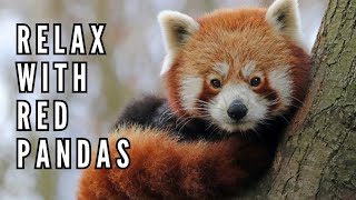 Red Panda Haven: Exploring the Enchantment of the Himalayan Forests