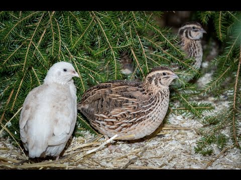 Video: Japansk Vaktel (Coturnix Japonica) - Holder Seg I Landet Og I Leiligheten