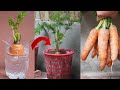 How To Grow Carrots At Home Very Simple, Every Season Has Clean Carrots To Eat// Khattak Farming,