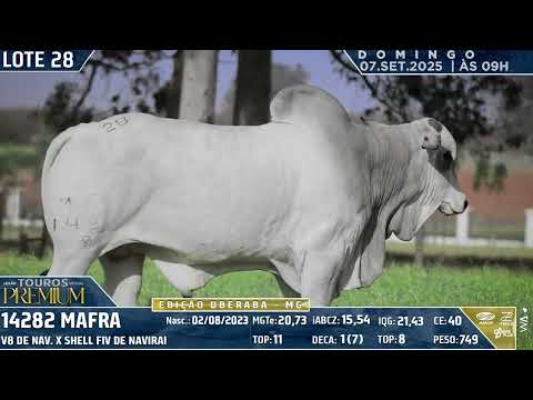 LOTE 28