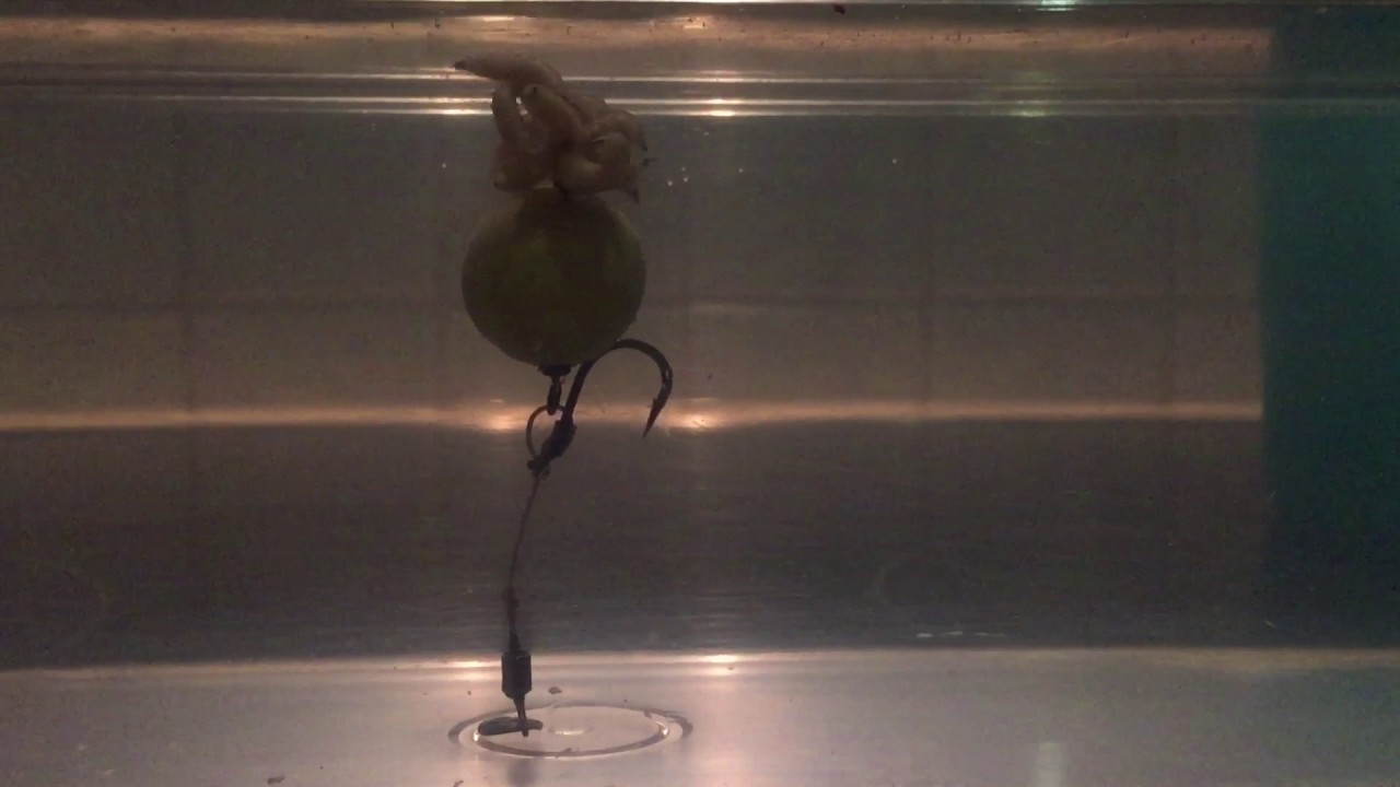 Das Medusa Rig (Maggot Rig) unter Wasser - YouTube