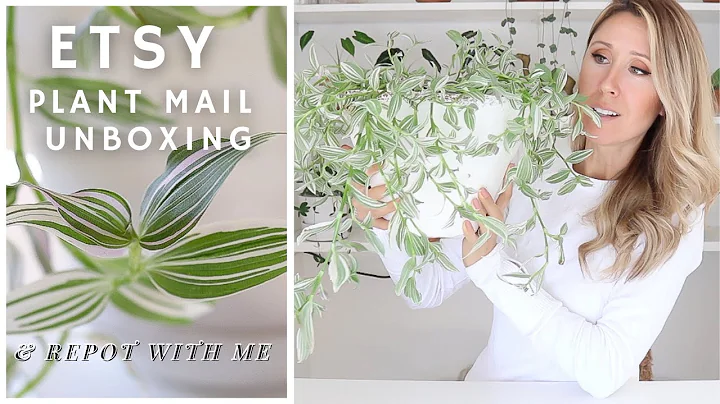 Beautiful Plants Arrive: Unboxing and Repotting on Etsy